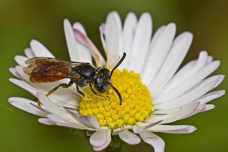 3 Hymenoptera a determinare